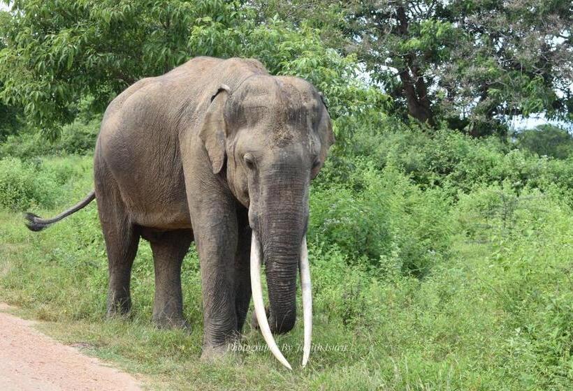 پانسیون Forest Edge Safari Villa