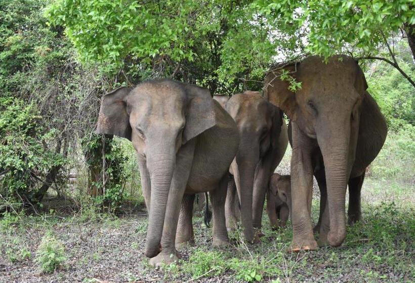 پانسیون Forest Edge Safari Villa