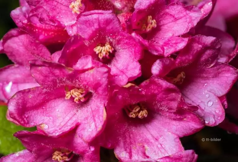 ユースホステル Gasthof Trausberg