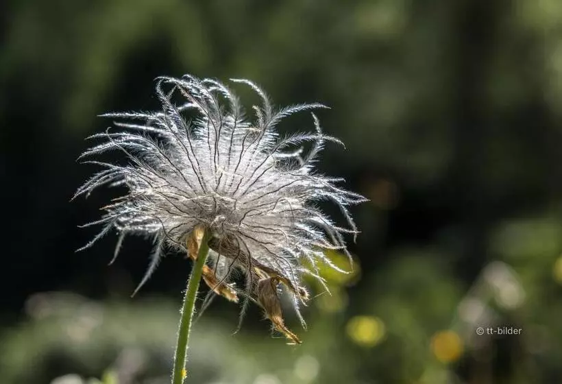 ユースホステル Gasthof Trausberg