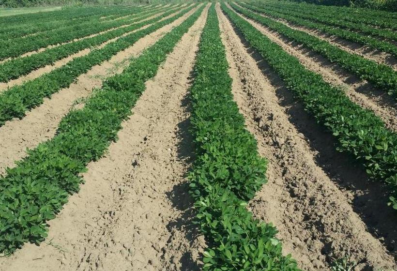 호텔 Agriturismo La Nocciolina