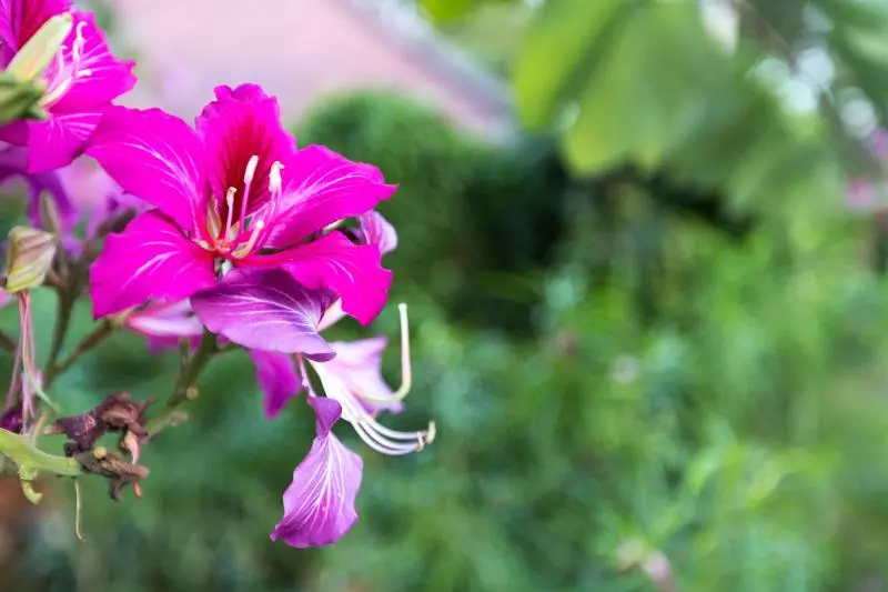 ホテル Mohn Fah Sai Home Resort