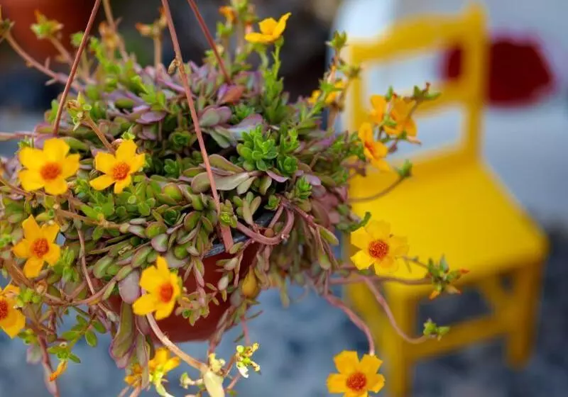 호텔 Anna Apartments