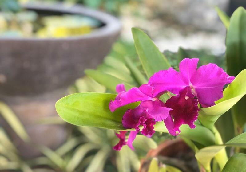 Palm Galleria Resort Sha Extra Plus