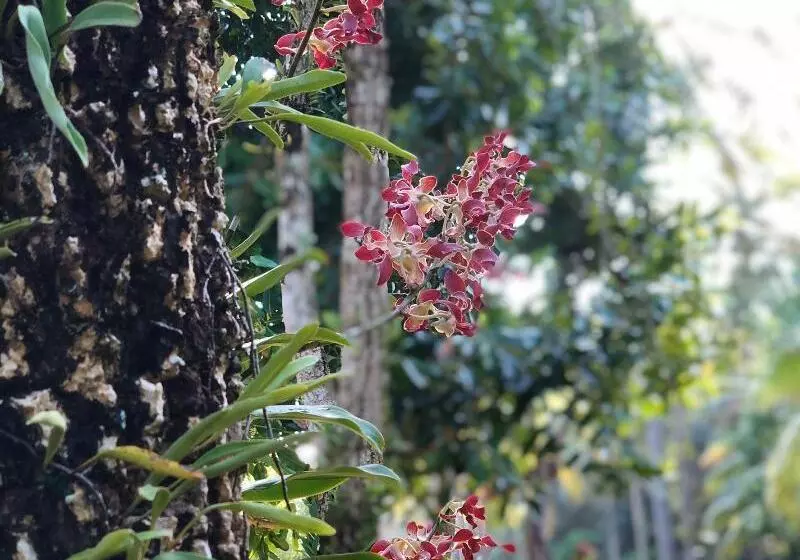 Palm Galleria Resort Sha Extra Plus