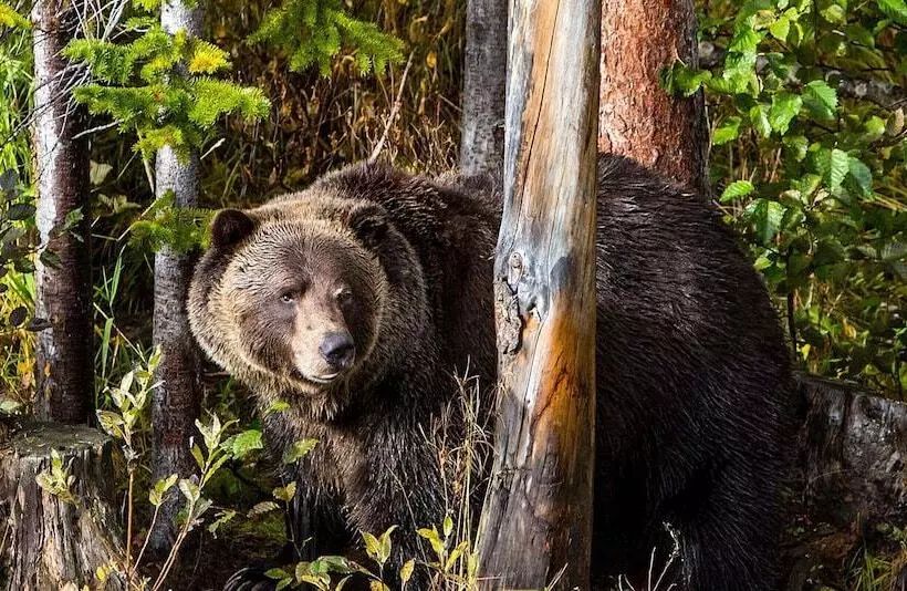 호텔 Glacier Mountaineer Lodge