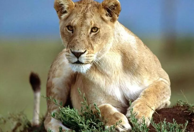 هتل Greentree Inn San Diego Mission Bay