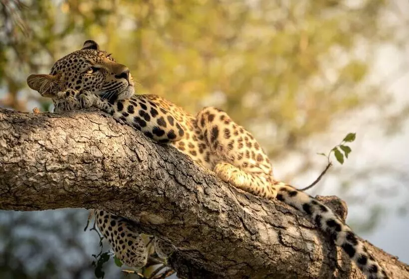 בית מלון כפרי Monwana