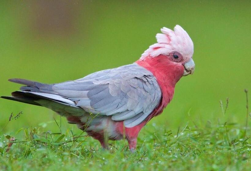 فندق Soho Brisbane
