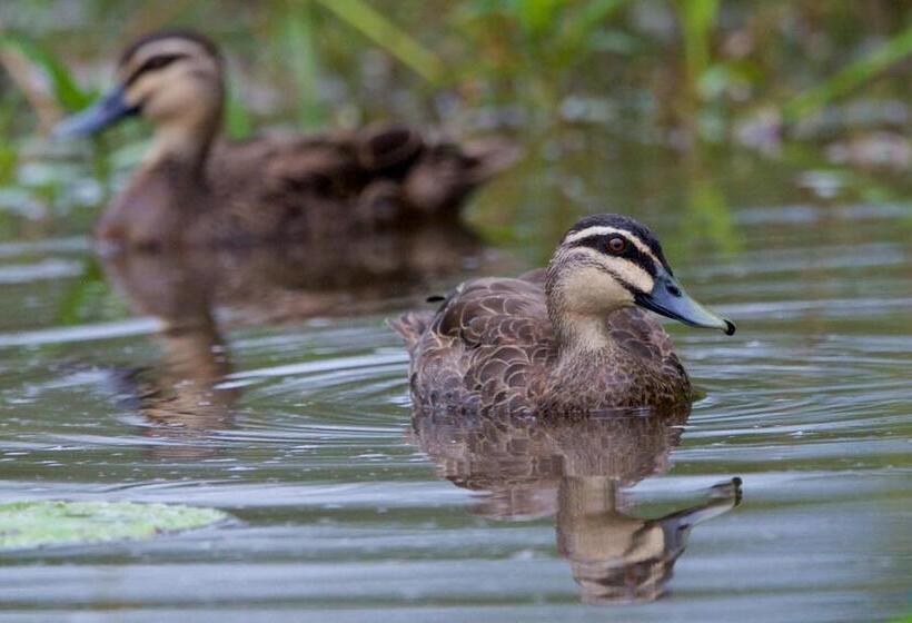 فندق Soho Brisbane