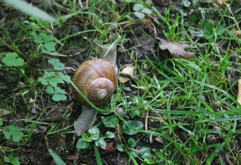 Country Hotel Castelbarco