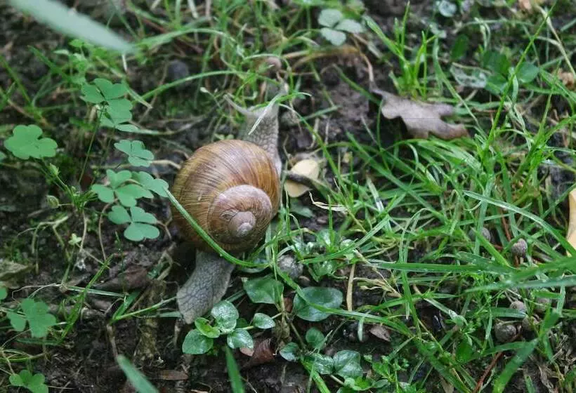 Country Hotel Castelbarco