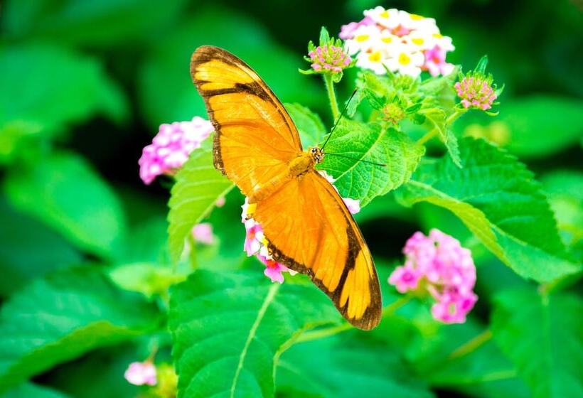 هتل La Foresta Nature Resort