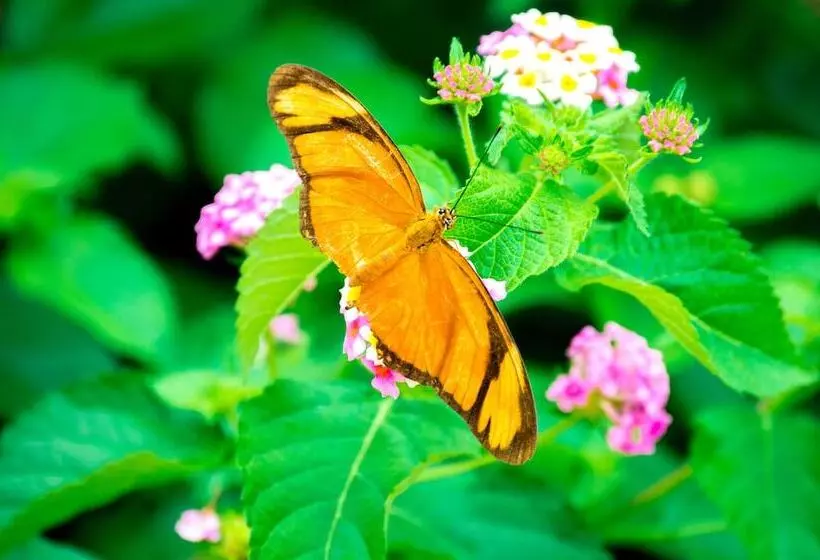 ホテル La Foresta Nature Resort