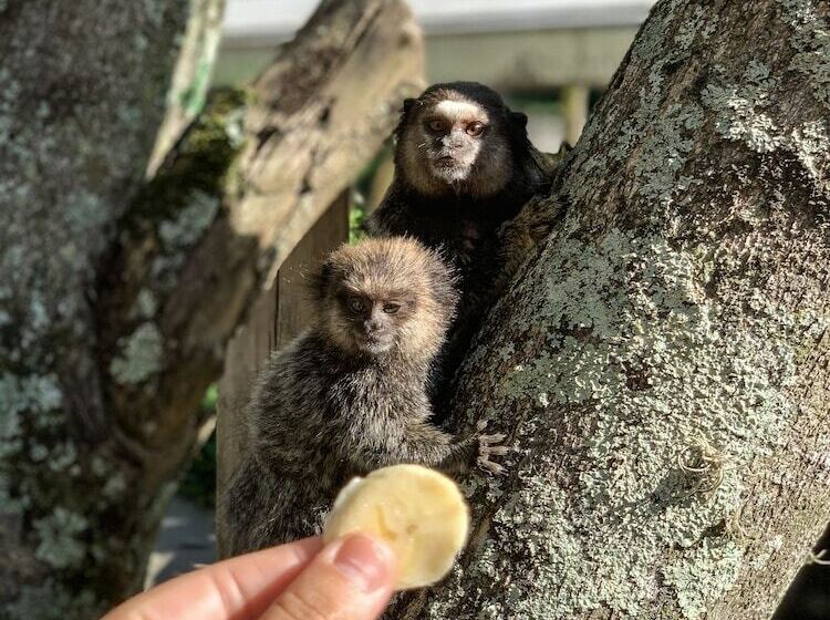 Otel Sao Sebastiao Da Praia