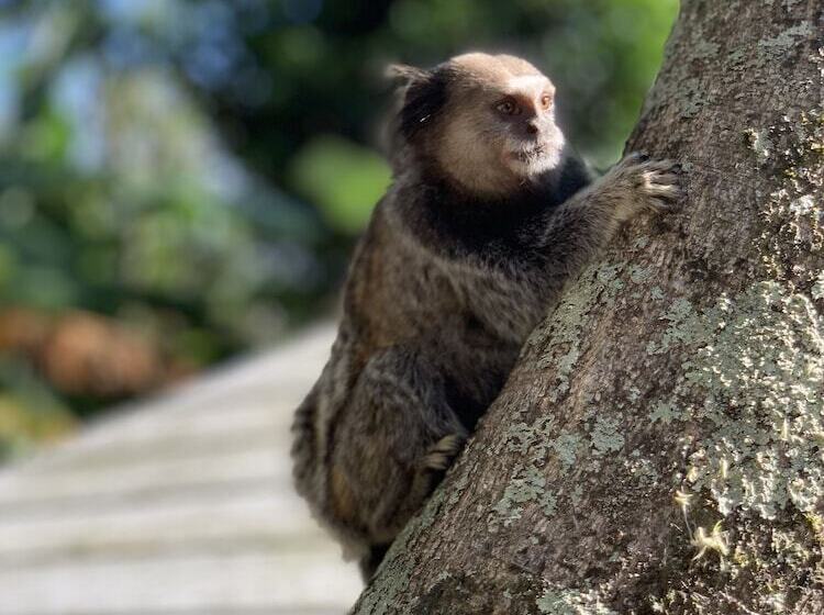 Otel Sao Sebastiao Da Praia