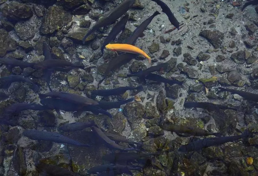 호텔 Sirena Pogradec