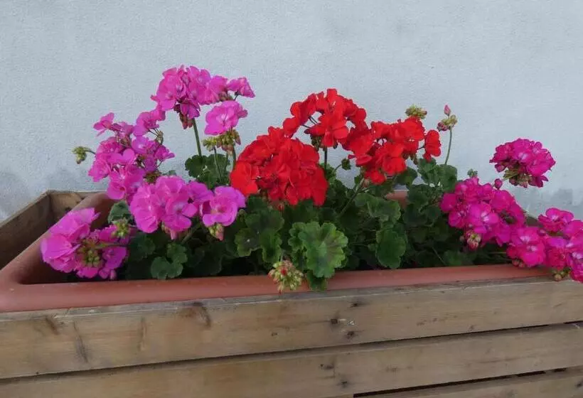 ホテル Agriturismo Il Fontanile