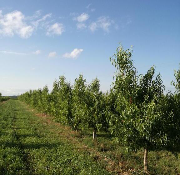 ホテル Agriturismo Il Fontanile