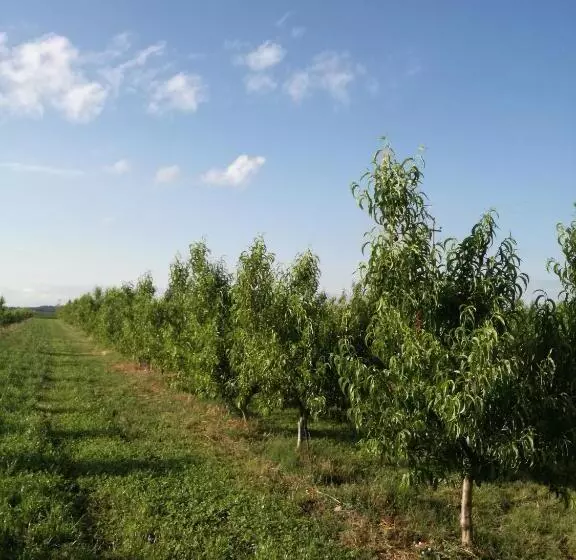 ホテル Agriturismo Il Fontanile
