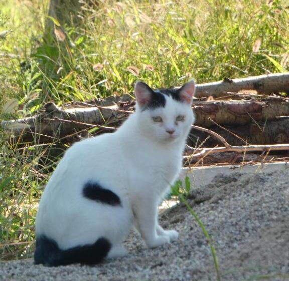ホテル Agriturismo Il Fontanile