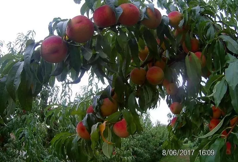 ホテル Agriturismo Il Fontanile