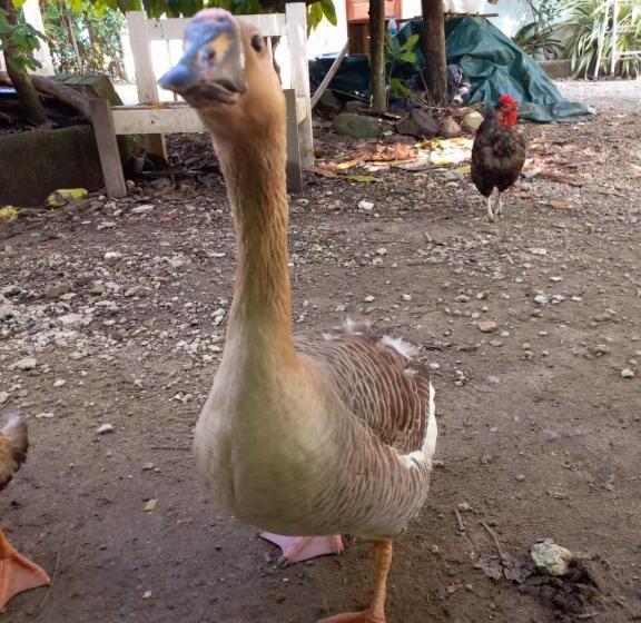 Pansiyon Pousada Jambo