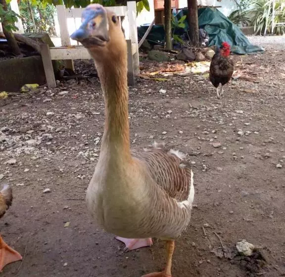 ペンション Pousada Jambo