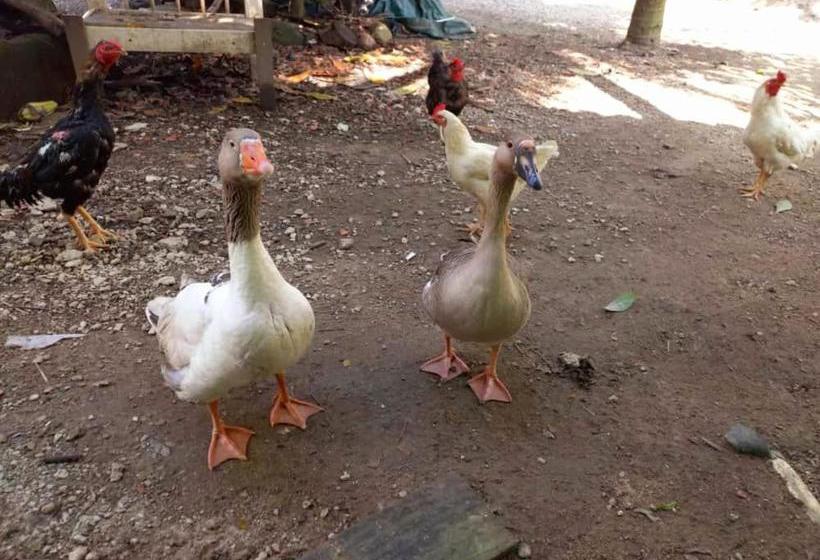 Pansiyon Pousada Jambo