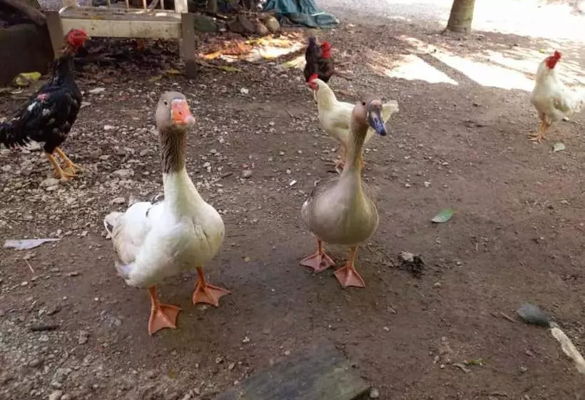 ペンション Pousada Jambo