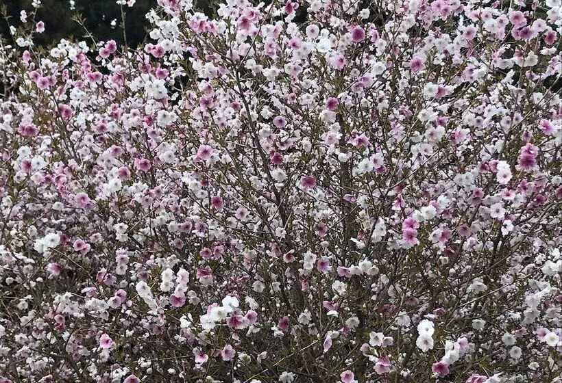 Hotelli Yadomaru Mine Non Smoking