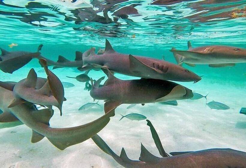 בית מלון כפרי Coastalbay 2 & Golf Cart Rental