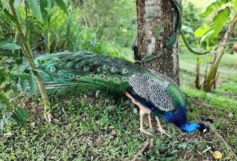 ベッドアンドブレックファースト Sítio Belucci