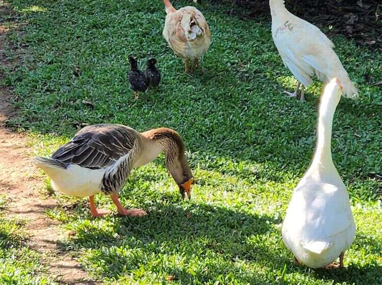 Bed and Breakfast Sítio Belucci