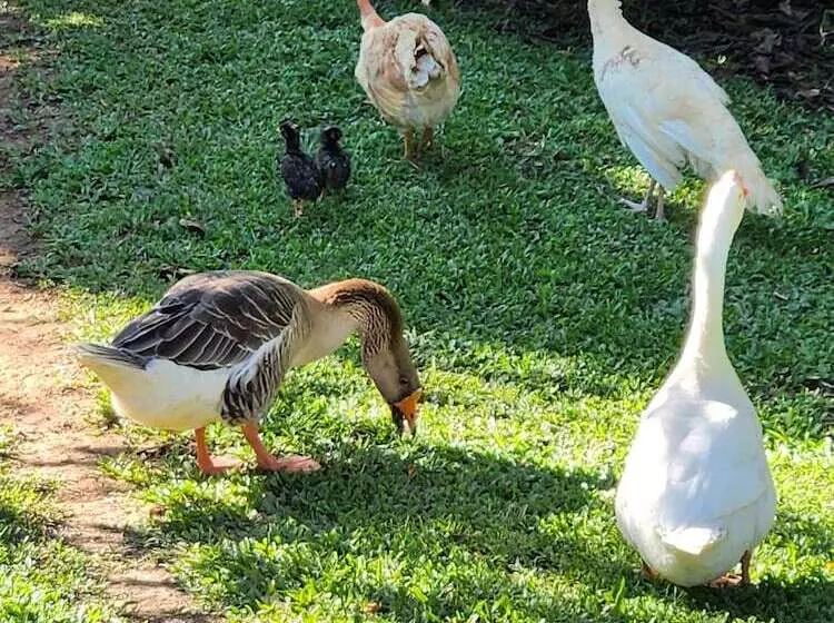 ベッドアンドブレックファースト Sítio Belucci