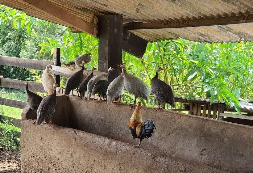 Bed and Breakfast Sítio Belucci