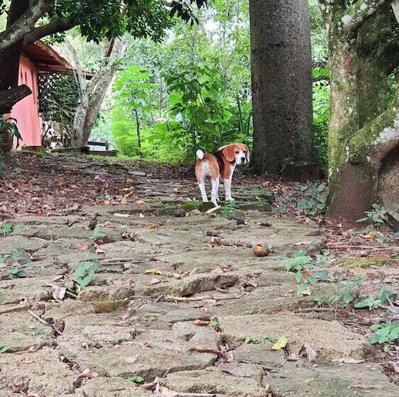 Bed and Breakfast Sítio Belucci