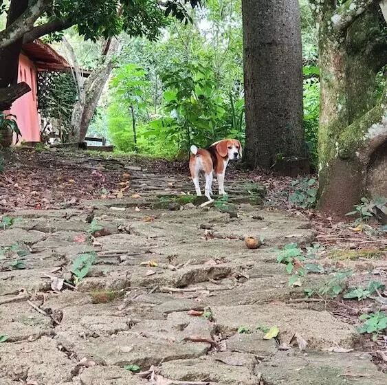 ベッドアンドブレックファースト Sítio Belucci