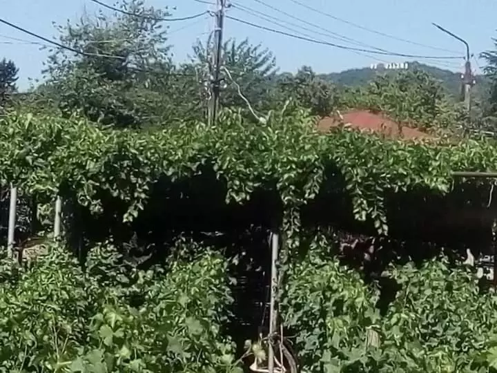 پانسیون Cottage And Gigo Papa's Wine Cellar