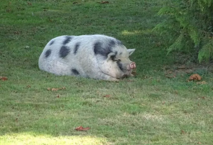 Aamiaismajoitus (B&B) Arret Et Aller