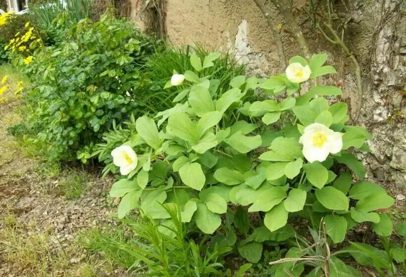 Aamiaismajoitus (B&B) Ferme Du Château