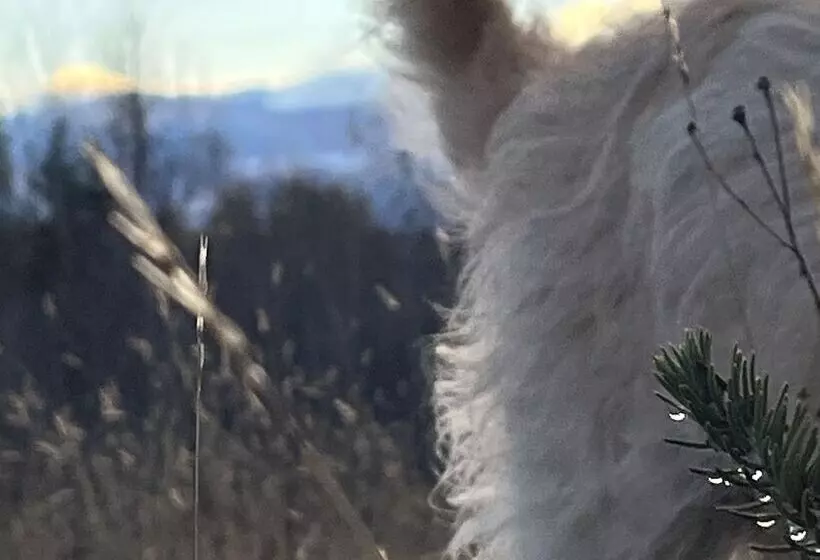 Aamiaismajoitus (B&B) L'aubergine