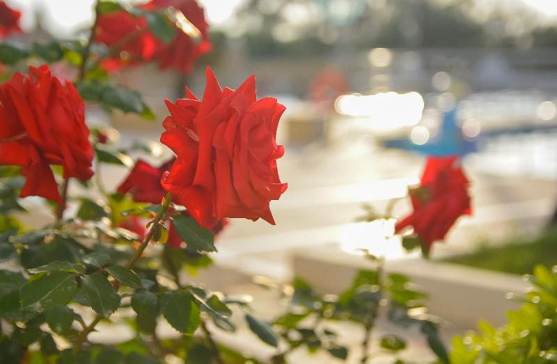 ホテル Akoya Resort All Inclusive