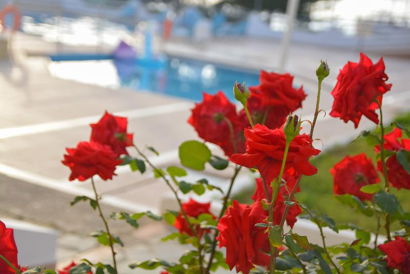 ホテル Akoya Resort All Inclusive