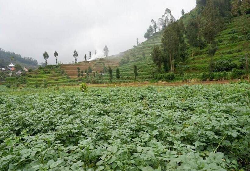 בית מלון כפרי Reddoorz @ Gerbang Dieng Plateau Area