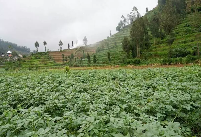 Hotelli Reddoorz @ Gerbang Dieng Plateau Area