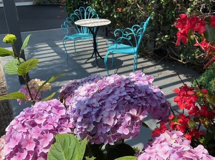 בית מלון כפרי Blu Pacific