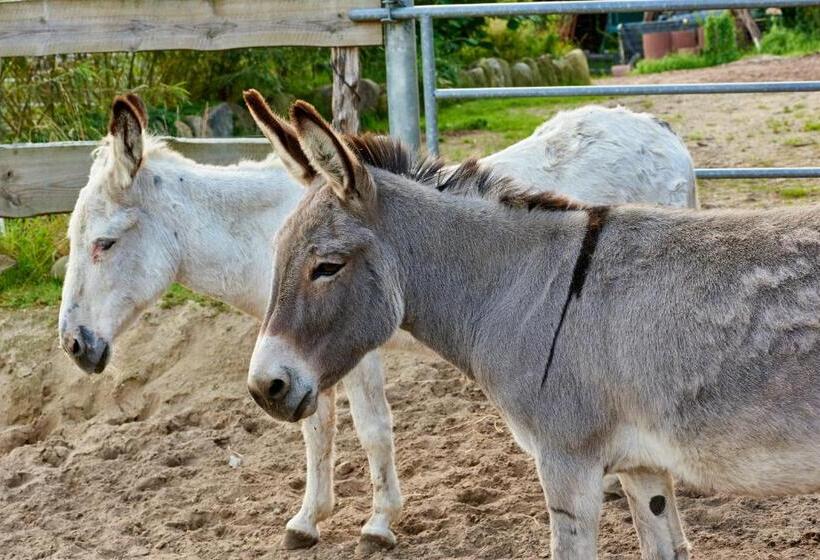 Room And Kitchen Im Katerberg