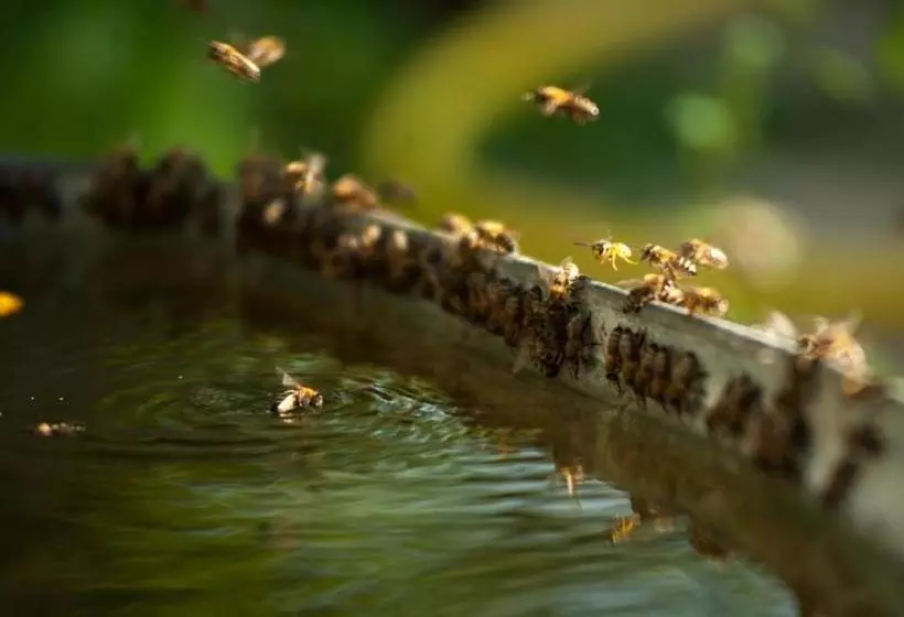 Majatalo Polychko Winehouse