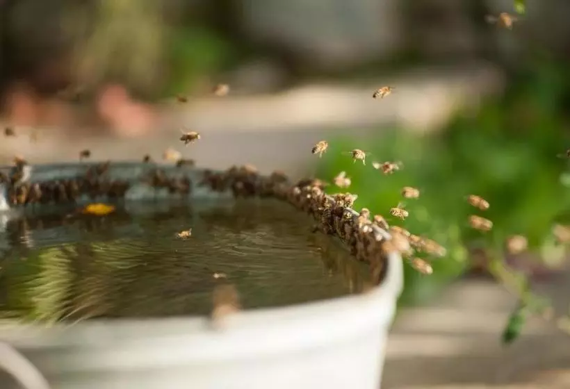 Majatalo Polychko Winehouse